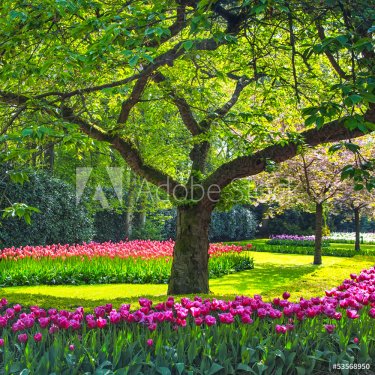 Tree and tulip flowers garden or field in spring. Netherlands - 901157141