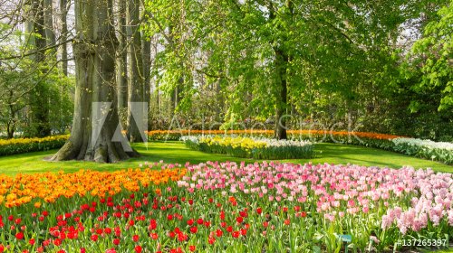 Tulips in Dutch public Spring flower Garden Keukenhof Lisse, Zuid Holland, NLD - 901157144
