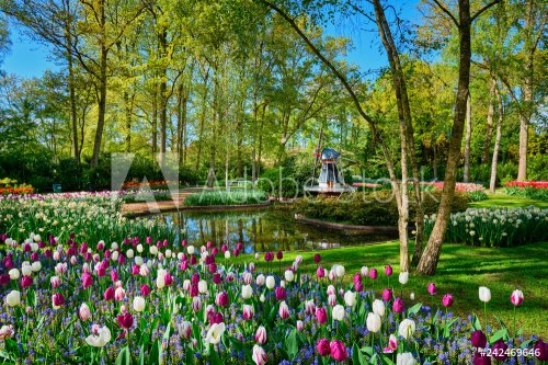 Keukenhof flower garden. Lisse, the Netherlands. - 901157145