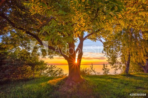 Beautiful warm sunset light shining behind the tree