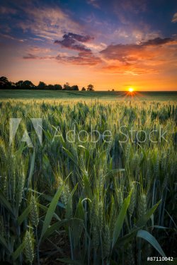 Sunset over a wheat field - 901157256