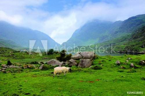 Mouton broutant le gazon sur une vue scénique sur la Vallée de Gap of Dunloe,... - 901157266
