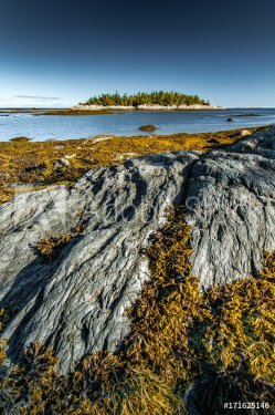 Orange kelp in the rocks of Bic National Park at low tide, Quebec
