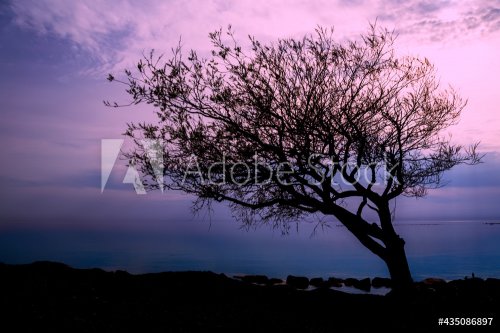 A lopsided tree is seen on the main beach in Goderich, Ontario during a beautiful sunset with a slightly magenta sky.