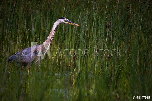 Great Blue Heron fishing on the shores of the St. Lawrence River, Quebec, Canada.