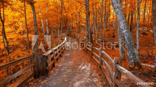 Bright autumn trees along boardwalk in late autumn in Michigan upper peninsula - 901157340