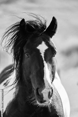 CLOSE-UP OF HORSE - 901157397