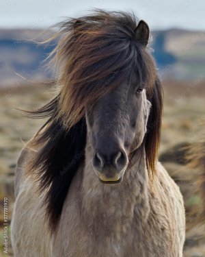 Icelandic Horse eye contact