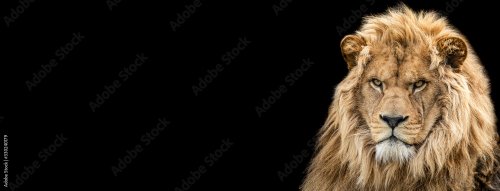 Portrait de lion sur fond noir - 901157433