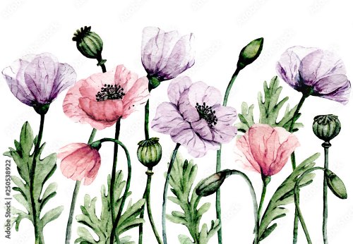 Border with flowers poppies, watercolor painting - 901157446