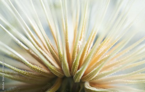 Dandelion macro shot of seed abstract look