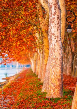 Nice trees in autumn at lake Balaton, Hungary - 901157533