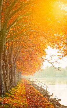 Nice trees in autumn at lake Balaton, Hungary - 901157534