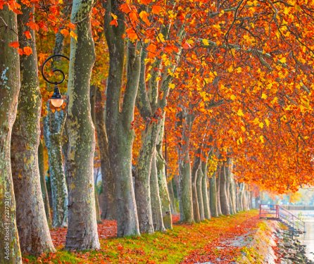Beaux arbres en automne au lac Balaton, Hongrie - 901157535