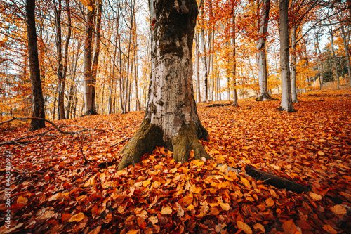 Autumn forest nature - 901157537