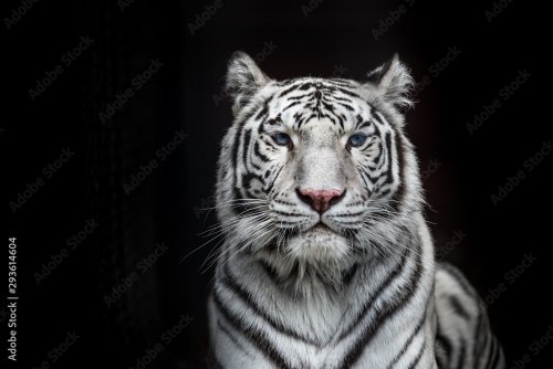 Tigre blanc de Bengale. Belle femelle tigresse blanche.