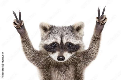 Portrait of a funny raccoon, showing a sign peace, isolated on white background - 901157579