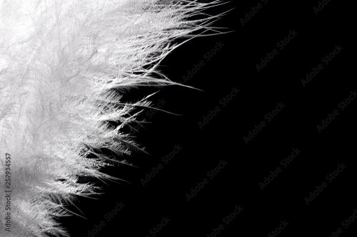 Beautiful white feather on black background