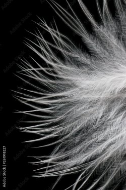 white feather on a black background - 901157628