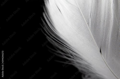 Closeup white feather on black background