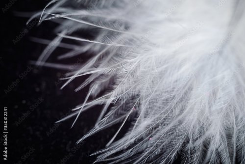 White feather close-up on a black background