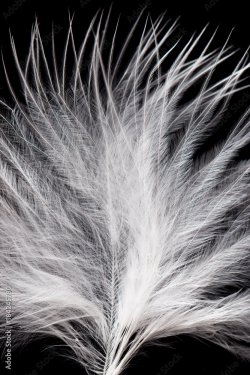 White feather on a black background - 901157633
