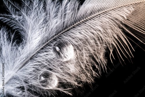 Drops of water on a white feather with gradient macro texture isolated black ... - 901157636