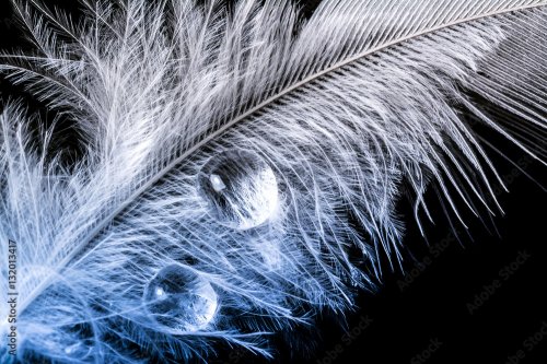 Drops of water on a white feather macro texture isolated black background