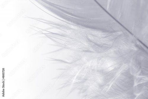Feather on white - 900118126