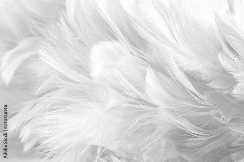 Abstract background Bird and chickens feather texture ,blur style and soft co... - 901157645