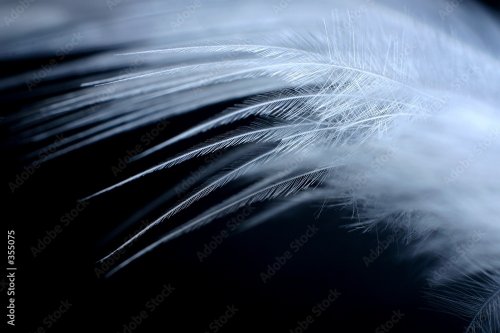 White feather on black background - 901157647