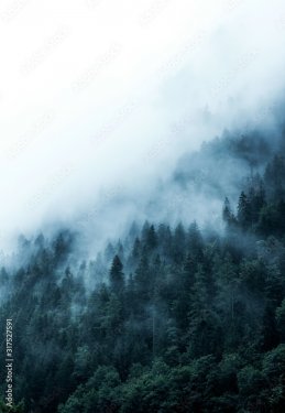 Green forest in the mountains covered with dense fog