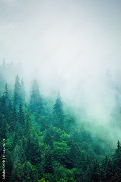 Paysage de montagnes avec arbres verts - 901157654