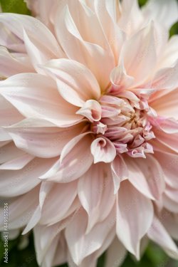 Tender light-rose-beige dahlia cafe au lait close up, macro in the dutch garden - 901157667