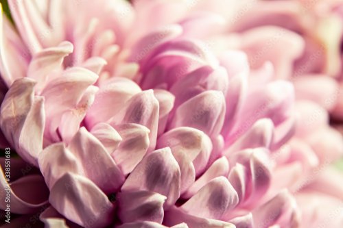 Chrysanthemum petals in soft pink colors. Beautiful pink flowers with blur ba... - 901157669