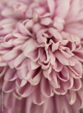 Fleur de chrysanthème rose