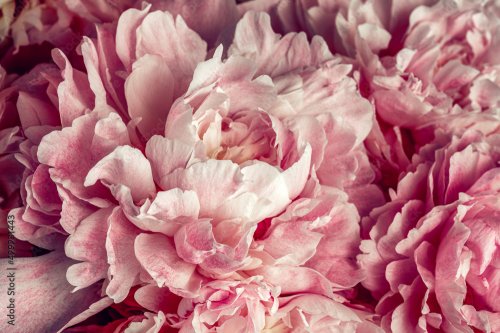 Fluffy pink peonies flowers background - 901157671