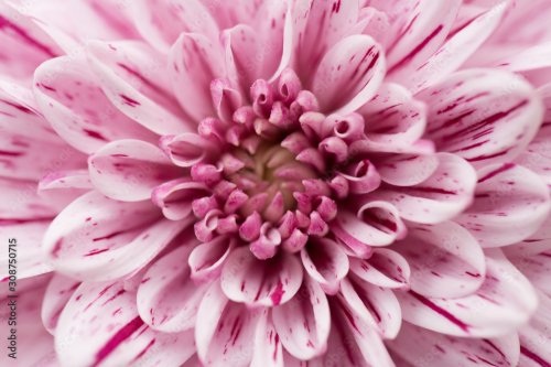 Pink Chrysanthemum Flower in Garden - 901157672