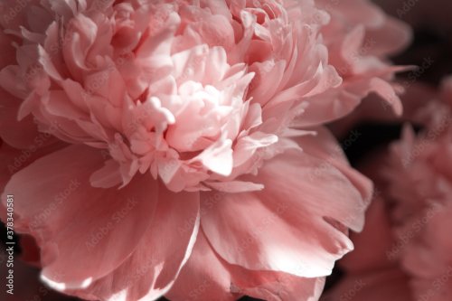 Peonies pink beautiful petals flowers coral - 901157675