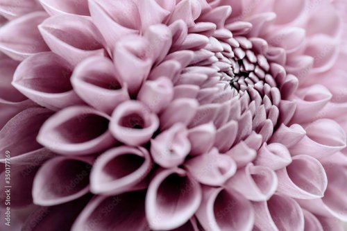 Full Frame Shot Of Pink Flowers - 901157676