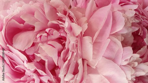 Closeup peony rose flowers macro floral pink peonies background