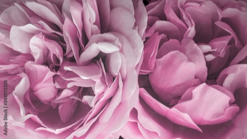 Pink peony petals floral summer flowers
