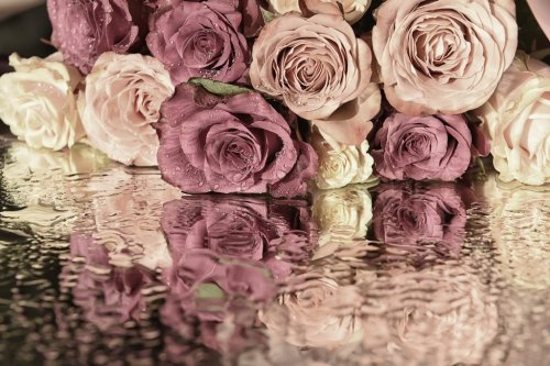 soft cream and pink roses on the shiny surface of the sparkling drops. a beautiful reflection surface. Vintage style
