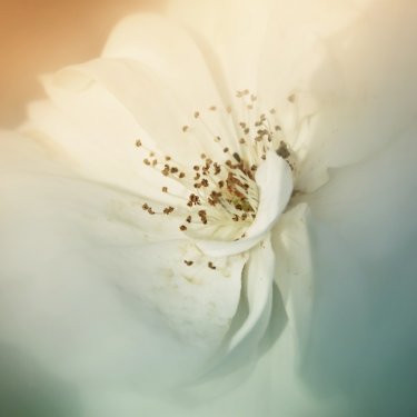 dreamy and blurred image of white rose. vintage filtered and toned
 - 901149014