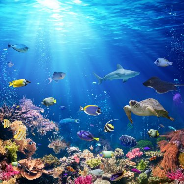 Underwater Scene With Coral Reef And Tropical Fish
 - 901150623