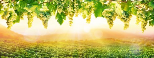 Viticulture At Sunset - White Grapes Hanging In Vineyard
 - 901148929