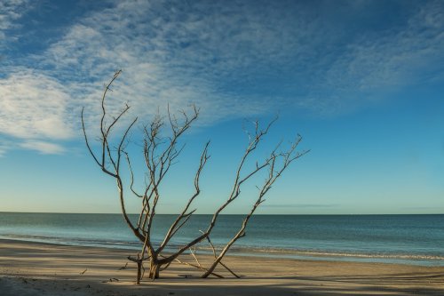Deserted beach and dry tree in the sand. The sea is minimalist. Coast the Gulf of Mexico. Florida. USA

