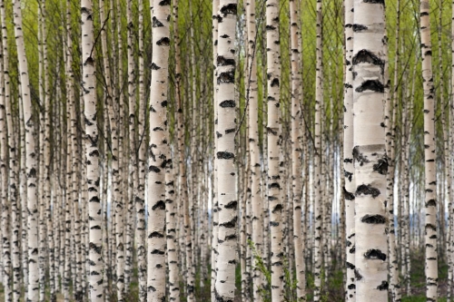 Birch trees - 900000255