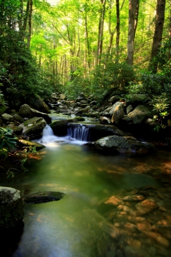 Lush green small waterfall stream - 900003891