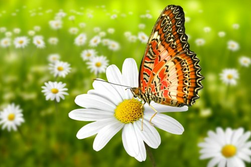 Schmetterling 101